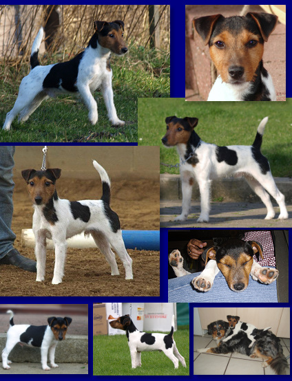 Little Rowdys Fred Farbig