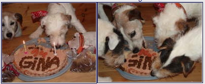Wuschels Geburtstag Wuschels Geburtstag