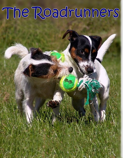The Roadrunners Parson Jack Russell Terrier