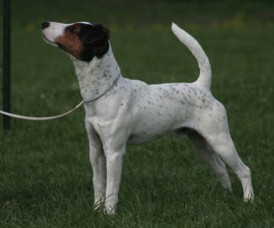 J Decoys Iller IMG_3791