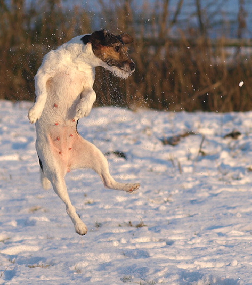 Sprunggewaltig