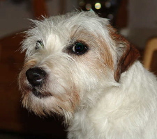 Wuschel Maul DSC03053