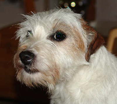 Wuschel Maul DSC03053